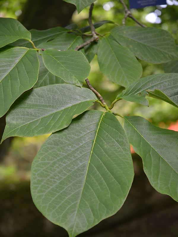 Magnolia x veitchii ‘Peter Veitch’, leaf, Caerhays Castle, Goran, Cornwall, United Kingdom.